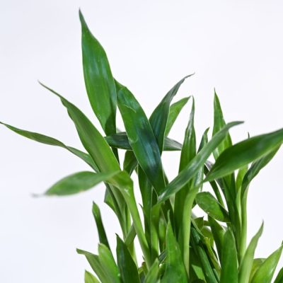 Lucky bamboo live plants for fortune (3 layer with Bowl ) first delivery - Image 2