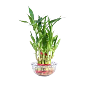 The Lucky Bamboo 2 Layer plant is hailed as one of the luckiest plants in Feng Shui.