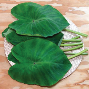 Introducing the Small Colocasia, also known as Kannaan Chembu or Cheru Chembu, a versatile plant that offers both ornamental beauty and nutritional benefits.