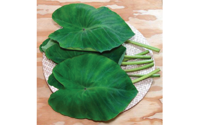 Introducing the Small Colocasia, also known as Kannaan Chembu or Cheru Chembu, a versatile plant that offers both ornamental beauty and nutritional benefits.