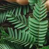 Tamarind tree leaf celebrated for its tangy flavor in Indian cuisine, extends its benefits beyond taste.