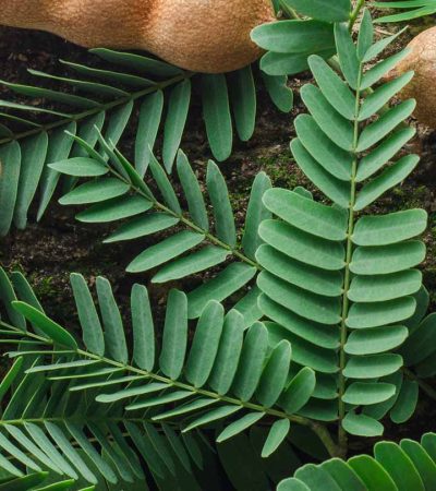 Tamarind tree leaf celebrated for its tangy flavor in Indian cuisine, extends its benefits beyond taste.