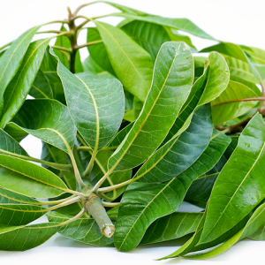 Mango tree leaves, not just a byproduct of the beloved fruit tree, but a powerhouse of nutrients  properties.
