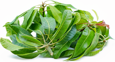 Mango tree leaves, not just a byproduct of the beloved fruit tree, but a powerhouse of nutrients  properties.