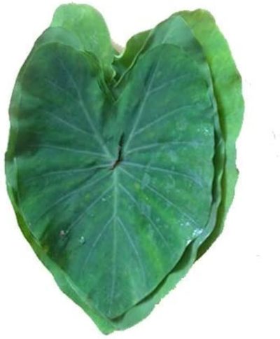 Introducing the Small Colocasia, also known as Kannaan Chembu or Cheru Chembu, a versatile plant that offers both ornamental beauty and nutritional benefits.