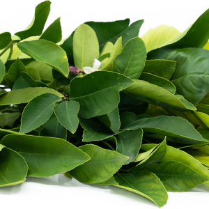 Lemon tree leaves, a hidden gem in the kitchen that adds a burst of citrusy fragrance and flavor to dishes.