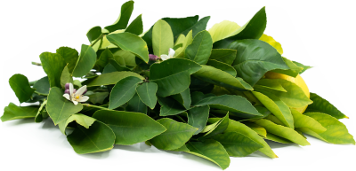 Lemon tree leaves, a hidden gem in the kitchen that adds a burst of citrusy fragrance and flavor to dishes.