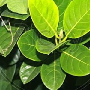 The Jackfruit tree leaf/leaves, thriving in tropical lowlands, is extensively cultivated in the Tropical Region,