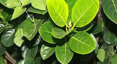 The Jackfruit tree leaf/leaves, thriving in tropical lowlands, is extensively cultivated in the Tropical Region,