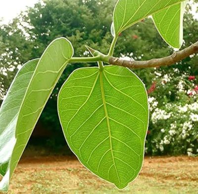 The Banyan tree leaf, scientifically known as Ficus benghalensis, is a significant evergreen tree within the Moraceae family