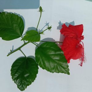 The ancient secrets of Ayurveda with hibiscus, a flowering plant revered for its sweet and astringent taste and cooling properties.