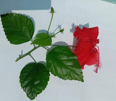 The ancient secrets of Ayurveda with hibiscus, a flowering plant revered for its sweet and astringent taste and cooling properties.
