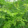 Fresh Organic Moringa Leaves
