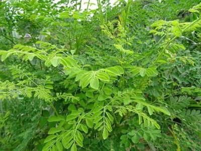Fresh Organic Moringa Leaves