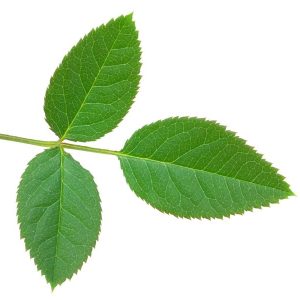 Rose Tree green leaves are a reassuring sight for any gardener, signaling that our plants are thriving and well-cared for.