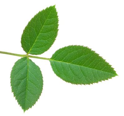 Rose Tree green leaves are a reassuring sight for any gardener, signaling that our plants are thriving and well-cared for.
