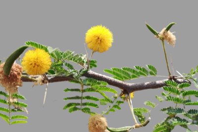 babool (babul) chaal Know as Triphal Babool Bark, also known as Kikar Chaal or Babul Bark,