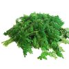 Fresh Organic Moringa Leaves