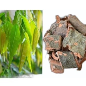 Ashoka chaal/Ashok chhal, derived from the revered Ashoka Tree (Saraca indica tree), holds a significant place in traditional Indian medicine,