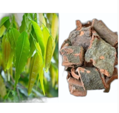 Ashoka chaal/Ashok chhal, derived from the revered Ashoka Tree (Saraca indica tree), holds a significant place in traditional Indian medicine,