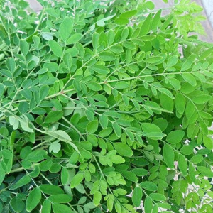 Fresh Organic Moringa Leaves is our latest addition: organic ready-to-cook cut fruits, vegetables,