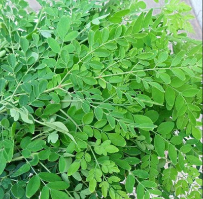 Fresh Organic Moringa Leaves is our latest addition: organic ready-to-cook cut fruits, vegetables,