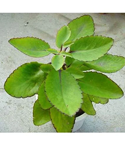 Bryophyllum, also known as Patharchatta Plant leafs or the Air Plant,