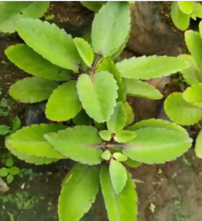 Bryophyllum, also known as Patharchatta Plant leafs or the Air Plant,