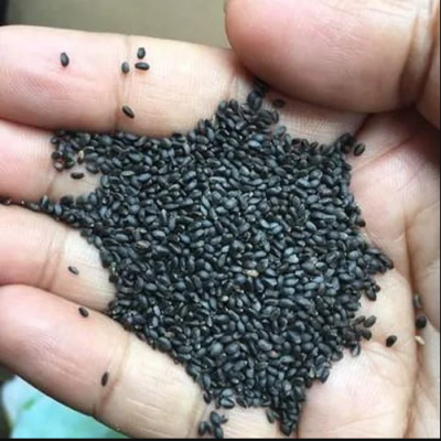 Fram Fresh Basil Seeds (Sabja) chemical free – First Delivery - Image 3