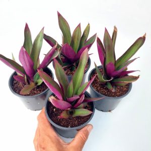 Rhoeo plants, often referred to as "spatheflowers," are captivating additions to any garden or indoor space.