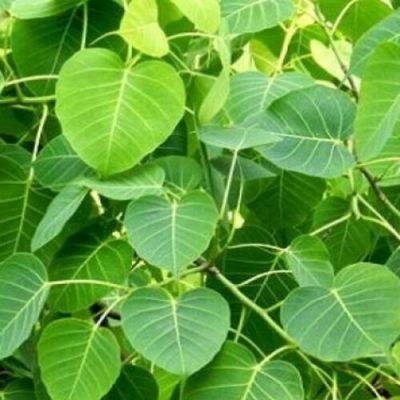The Banyan tree leaf, scientifically known as Ficus benghalensis, is a significant evergreen tree within the Moraceae family