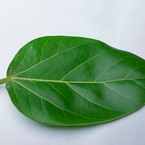 The Banyan tree leaf, scientifically known as Ficus benghalensis, is a significant evergreen tree within the Moraceae family.