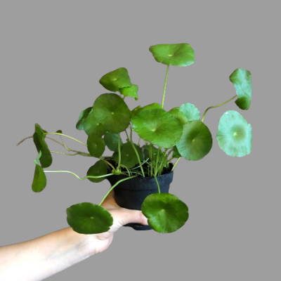 Gotu kola, scientifically known as Centella asiatica, is a revered medicinal herb renowned for its potential to enhance memory, cognition, and nerve function.