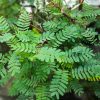 Tamarind tree leaf celebrated for its tangy flavor in Indian cuisine, extends its benefits beyond taste.