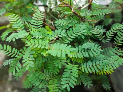Tamarind tree leaf celebrated for its tangy flavor in Indian cuisine, extends its benefits beyond taste.
