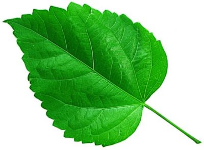 The ancient secrets of Ayurveda with hibiscus, a flowering plant revered for its sweet and astringent taste and cooling properties.