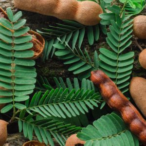 Tamarind tree leaf celebrated for its tangy flavor in Indian cuisine, extends its benefits beyond taste.