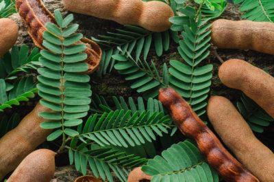 Tamarind tree leaf celebrated for its tangy flavor in Indian cuisine, extends its benefits beyond taste.