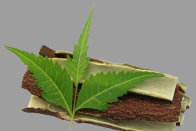 Neem ki chaal (chhal)  drived from Neem Tree, hailed as a versatile healer in traditional medicine,