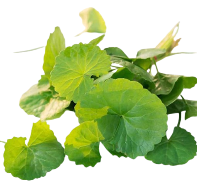 Gotu kola, scientifically known as Centella asiatica, is a revered medicinal herb renowned for its potential to enhance memory, cognition, and nerve function.