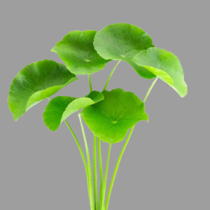 Gotu kola, scientifically known as Centella asiatica, is a revered medicinal herb renowned for its potential to enhance memory, cognition, and nerve function.