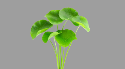 Gotu kola, scientifically known as Centella asiatica, is a revered medicinal herb renowned for its potential to enhance memory, cognition, and nerve function.