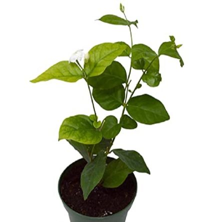 Jasmine Mini/Mogra live plant With tub- Flowering Shrubs (first delivery) - Image 2