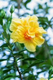 Hibiscus Yellow Hybrid Double Color Flowering Plants With tub - First delivery