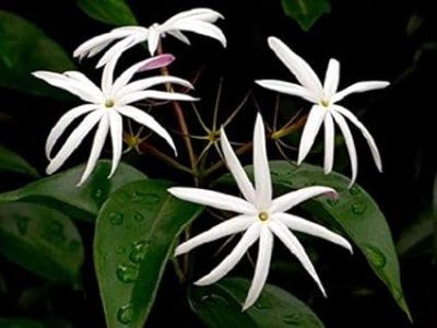 Angel wing jasmine Climbers Live Plant with pot - First Delivery - Image 2