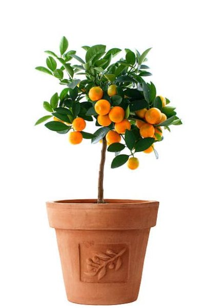 Chinese orange plant (Citrus sinensis)