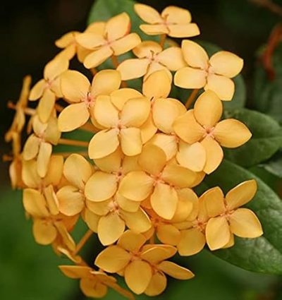 Ixora Semi Dwarf Orange - Flowering Shrubs - Image 2