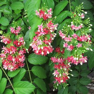 Rangoon Creeper (Madhumalati Vine) live plant - Creepers & Climbers