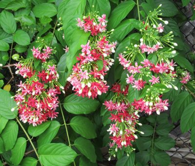 Rangoon Creeper (Madhumalati Vine) live plant - Creepers & Climbers