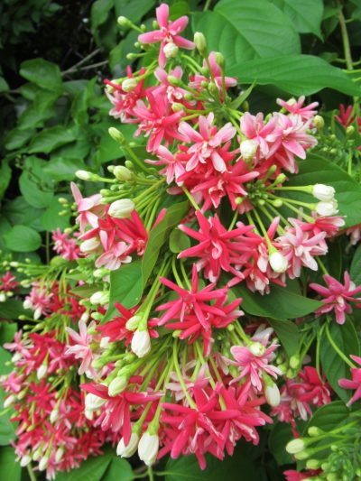 Rangoon Creeper (Madhumalati Vine) live plant - Creepers & Climbers - Image 3
